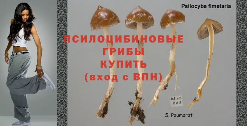 где купить наркотик  Бодайбо  omg маркетплейс  Галлюциногенные грибы Psilocybe 